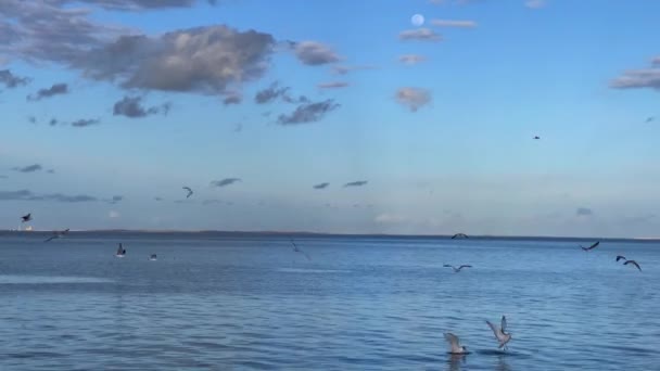 Flock Seagull Birds Fly Sea — Vídeo de Stock