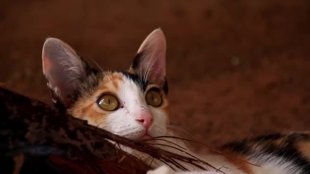 Medium Shot Van Een Speelse Calico Kitten Kauwend Hout Een — Stockvideo