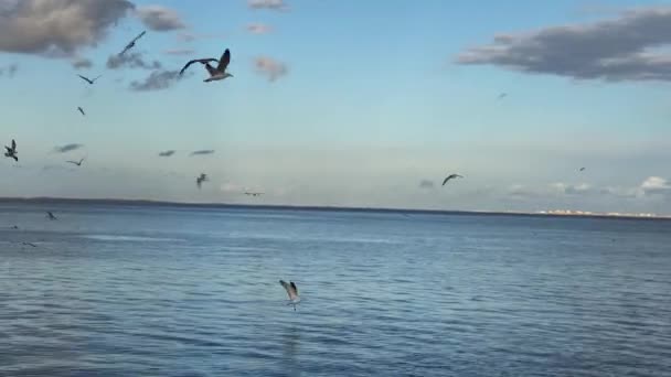 Σμήνη Υδρόβιων Πτηνών Πετούν Πάνω Από Θάλασσα — Αρχείο Βίντεο
