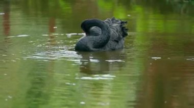 Black swan swimming in pond at the buddhist temple in Honolulu, Hawaii.