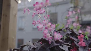 A slow movement around blooming pink flowers in street