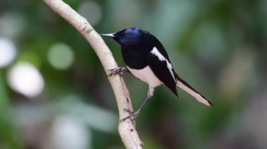 Oriental magpie robin bird feeding chicks