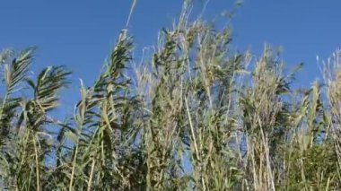 A beautiful view of giant reed against blue sky on a sunny day