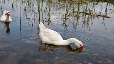 A closeup of white geese eating a food near the shore of a lake