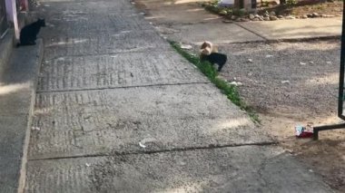 Street cats playing together outside