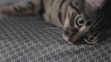 Yatak çarşafına uzanmış meraklı şirin bir tekir kedi etrafa bakıyor.