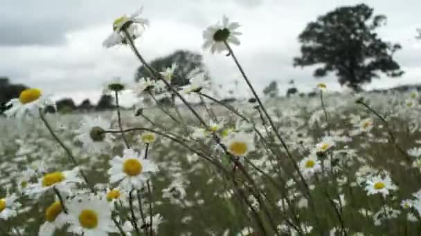 Beautiful Field Chamomile Flowers Windy Day — Stock video