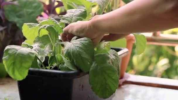 Harvesting Red Radish Planted Pot Little Balcony Urban Garden — Stock video