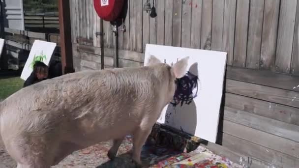 Closeup View Funny Pig Smearing Purple Paint — Video