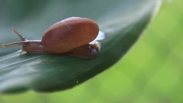 Close Snail Crawling Out Frame Leaving Trail Mucin Which Used — Video