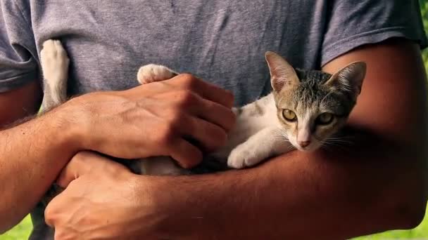 Medium Shot Rescued Tabby Kitten Getting Cuddles Belly Rubs — Vídeo de Stock