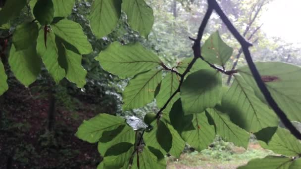 Wet Leaves Tree Rainy Weather Trees Background — Video