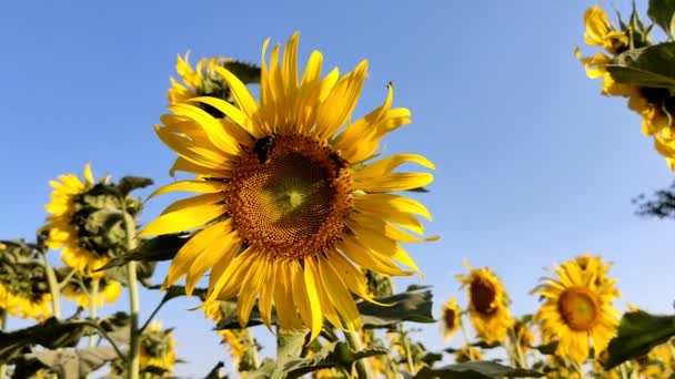 Bees Collecting Pollen Sunflower — Vídeo de Stock