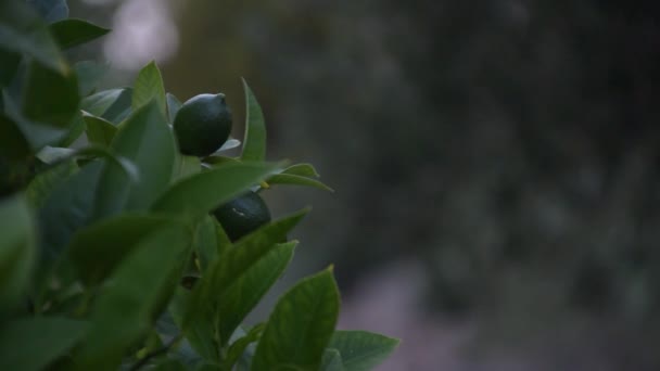 Closeup Footage Unripe Fruits Lemon Tree — Video