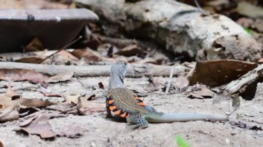 Yaygın Kelebek Kertenkelesi - Leiolepis göbeği boşalıyor