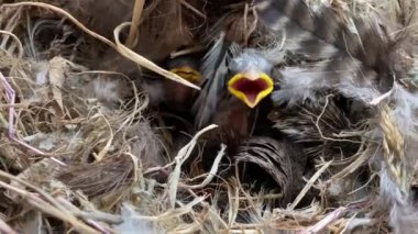 Some newly born chicks in a nest