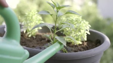 The close-up shot of female hands watering a newly planted bushes in the plant pot