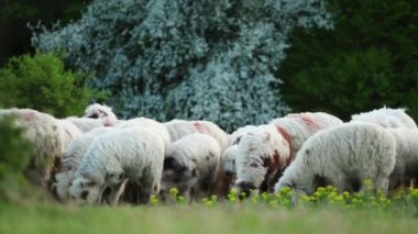 A closeup of a herd of sheep grazing on a green hill against trees