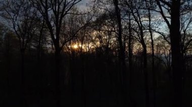 The beautiful view of sunset seen through the bold tree branches