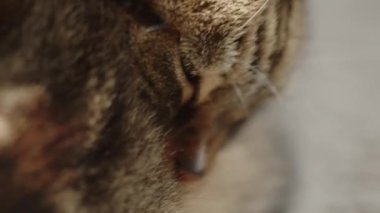 A closeup footage of a striped tabby cat cleaning itself with licking