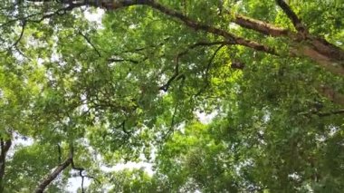 A low angle with 360 degrees rotation of trees and with leaves with a blue sky in Uttarakhand, India