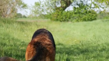 A selective focus shot of a german shepherd in the park surrounded by trees