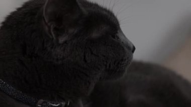 A closeup shot of the tired gray British Shorthair cat