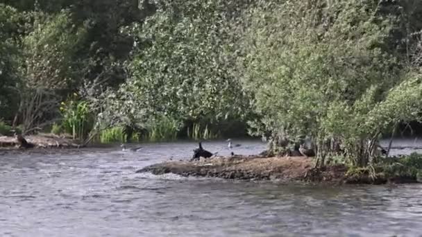 View Beautiful Wild Geese Lake Sunny Day — Video Stock