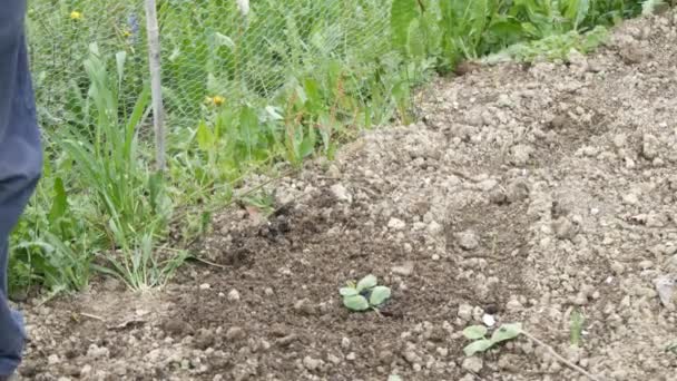 Agricultor Sênior Trabalhando Fazenda Orgânica Verde Jardim Semeadura Abóbora Abuccini — Vídeo de Stock