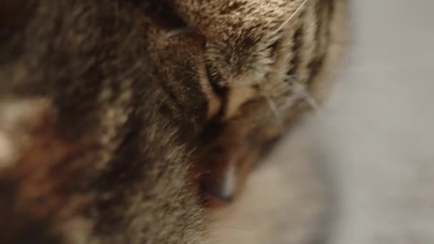 縞模様のタビー猫のクリーニング自体のクローズアップ映像をなめることで — ストック動画
