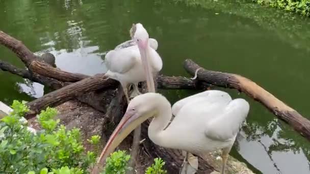 Overhead View Pelicans Pond — Video Stock