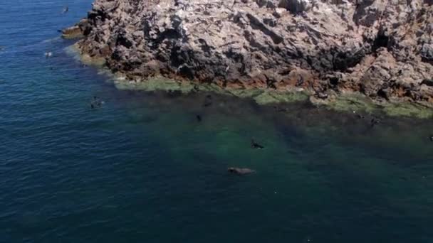 Aerial Slow Movement Cortez Sea Rocky Beach Swimming Sea Lions — 비디오