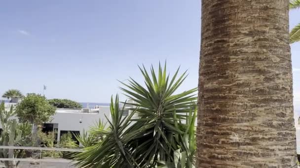 Hotel Tropical Plants Puerto Del Carmen Las Palmas Spain — Vídeos de Stock