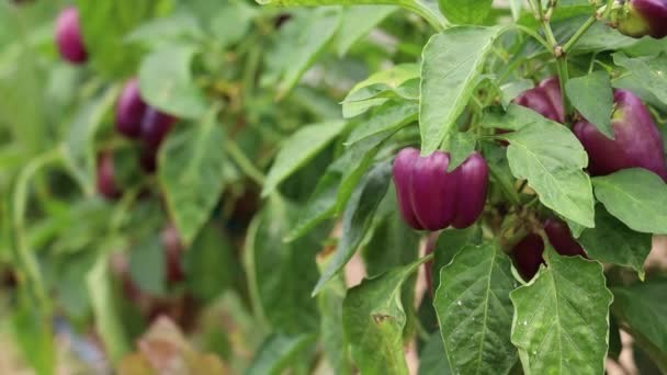 Closeup Shot Purple Capsicum Chilies Farm — Vídeo de stock