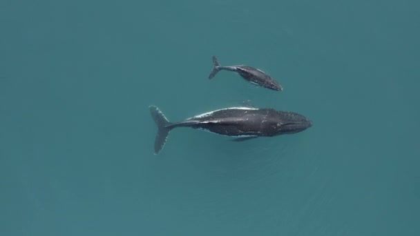 两只座头鲸在海面附近游动的鸟瞰图 — 图库视频影像