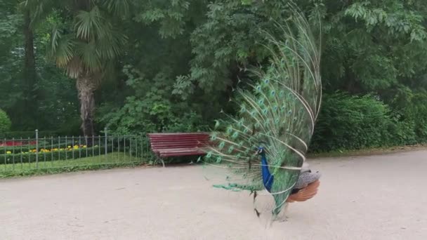 Footage Majestic Peacock Showing Colorful Tail Feathers Campo Grande — Stock Video