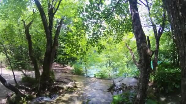 クロアチアのプリトヴィツェ湖沿岸の木々の自然景観 — ストック動画