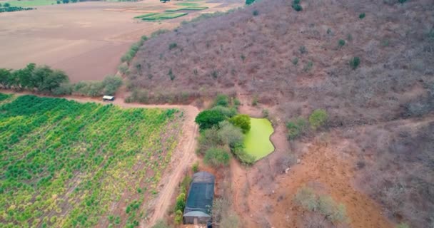 サトウキビ畑に植えられたプロットと農村風景 — ストック動画