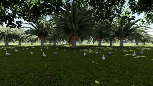 農場のナツメヤシの木の下に草の上に群生する鳩 — ストック動画