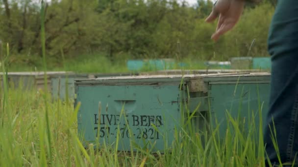 Slow Motion Male Opening Lid Wooden Container Bees Out — Stok video