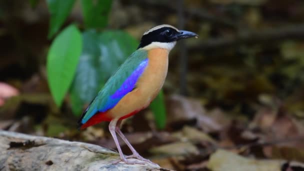 Multi Coloured Blue Winged Pitta Bird Feeding — Vídeo de stock