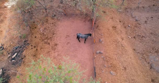 Aerial View Cow Calf Farm Rural Life — Vídeos de Stock