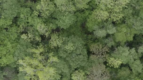 森の緑の葉の風光明媚な空中写真 — ストック動画