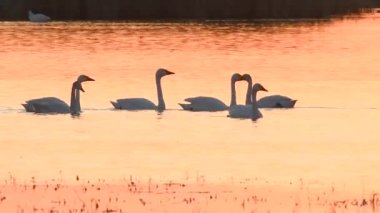 A video footage of a flock of white swans swim in the quiet lake