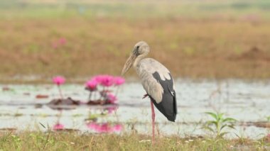 A zoom out of this big bird facing to the left standing on one leg, Asian Openbill Stork, Anastomus oscitans, Nakhon Nayok, Thailand