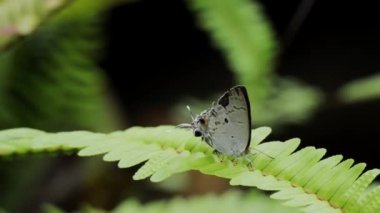 A beautiful shot of a Tajuria butterfly walking on a green leaf