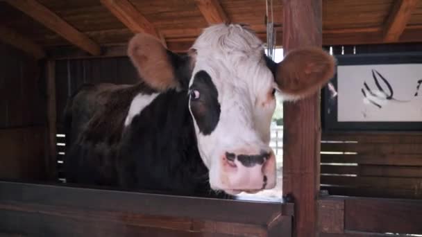 Μια Κοντινή Θέα Μιας Όμορφης Αγελάδας Έναν Βάρδο — Αρχείο Βίντεο
