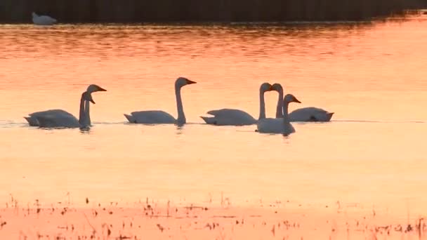 Video Footage Flock White Swans Swim Quiet Lake — Video