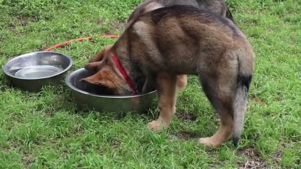 Selective Two Alsatian Brown Puppies Drinking Bowl Green Grass — Stock videók