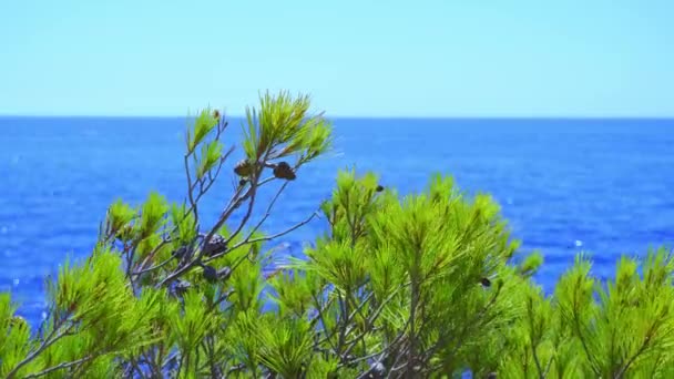 Natural View Pine Tree Leaves Blown Wind Coast Hvar Island — Wideo stockowe